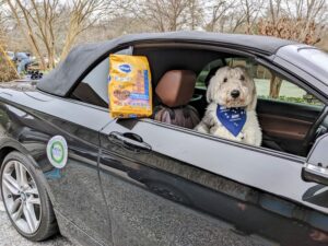 Dog in a car with bag of food