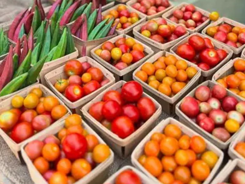 Benefits & SNAP Application Support